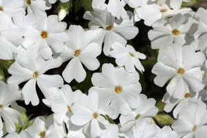 Phlox subulata White Delight.jpg