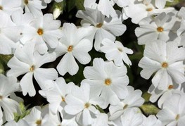 Phlox subulata 'White Delight' - iglasta plamenka