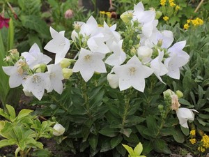Platycodon grandiflorus Astra White.jpg
