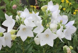 Platycodon grandiflorus F1 'Astra White' - zvončnik