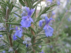 Rosmarinus officinalis 1.JPG