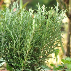 Rosmarinus officinalis.jpg