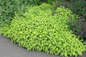 Salvia officinalis Icterina.jpg