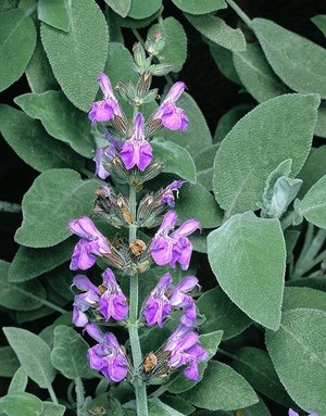 Salvia officinalis.jpg