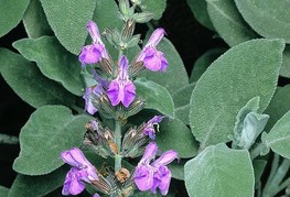 Salvia officinalis - žajbelj