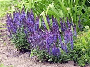 Salvia x superba Merleau Blue.jpg