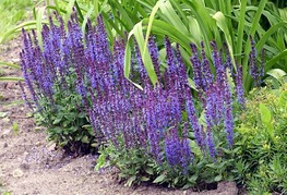 Salvia x superba 'Merleau® Blue' - kadulja