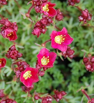 Saxifraga x arendsii Peter Pan 1.JPG