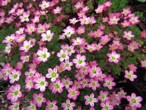 Saxifraga x arendsii Peter Pan.JPG