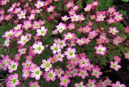 Saxifraga x arendsii 'Peter Pan' - kamnokreč