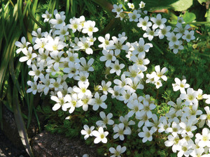 Saxifraga-x-arendsii-Pixie-White.jpg