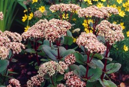 Sedum 'Matrona' - hermelika