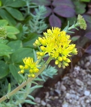 Sedum reflexum.jpg