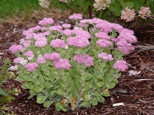 Sedum spectabile Brillant.jpg