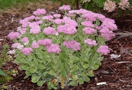 Sedum spectabile 'Brillant' - hermelika