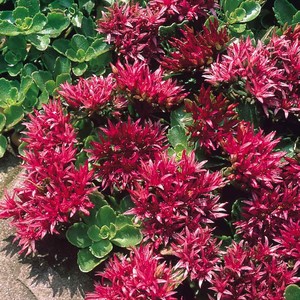 Sedum spurium.jpg