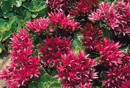 Sedum spurium - homulica