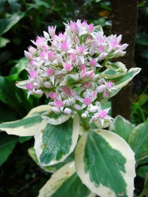 Sedum telephium Variegatum.jpg