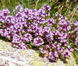 Thymus serpyllum.jpg