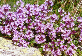 Thymus serpyllum - plazeča materina dušica, plazeči timijan