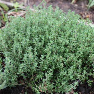 Thymus vulgaris 1.jpg