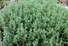 Thymus vulgaris - materina dušica, timijan