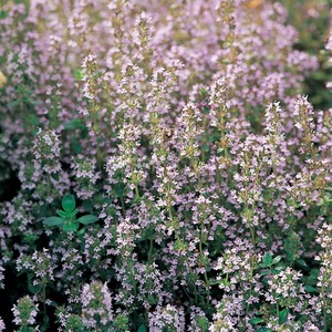 Thymus vulgaris.jpg