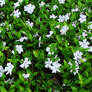 Vinca minor Alba.jpg