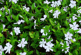 Vinca minor 'Alba' - mali zimzelen