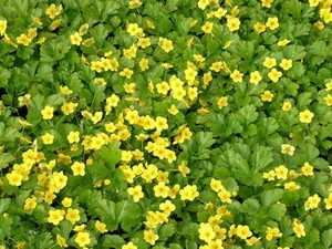 Waldsteinia ternata.jpg