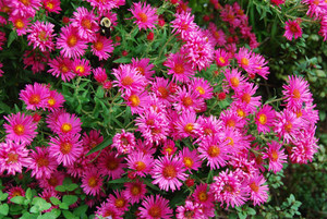 aster-dumosus-rubin.jpg