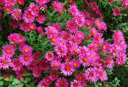 Aster dumosus 'Rubin' - jesenska astra