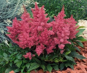 astilbe-arendsii-astary-rose.jpg
