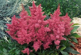 Astilbe x arendsii 'Astary® Rose' - kresnica