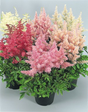 astilbe-arendsii-showstar.jpg