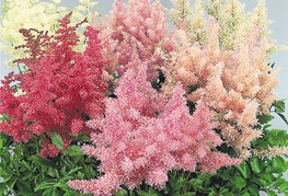 Astilbe x arendsii 'Showstar' - kresnica