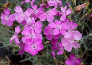 dianthus-gratianopolitanus-blauigel.jpg
