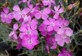 Dianthus gratianopolitanus 'Blauigel' - nageljček