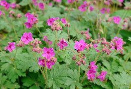 Geranium macrorrhizum - krvomočnica