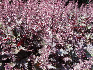 heuchera-palace-purple.jpg