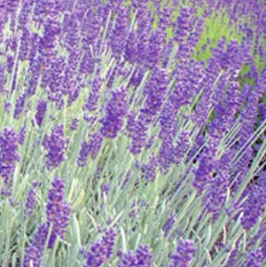 lavandula-richard-gray.jpg