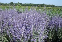 Perovskia atriplicifolia 'Blue Spire' - perovskija, ruski žajbelj