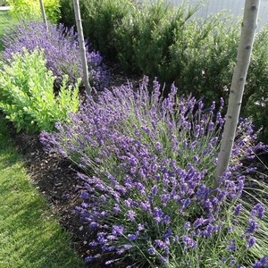 Lavandula ang. 'Hidcote Blue' - sivka