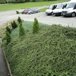 Cotoneaster d. 'Skogholm' je prerasel brežino