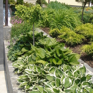 Ginko biloba 'Mariken' in hoste