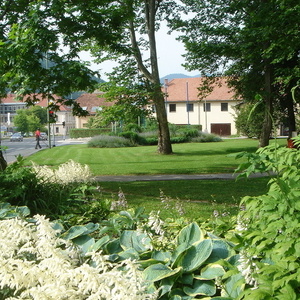 Astilbe so se razcvetele