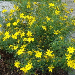 Coreopsis verticillata 'Moonbeam'- lepe očke