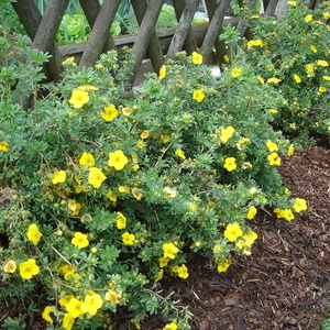 Potentilla fruticosa - petoprstnik