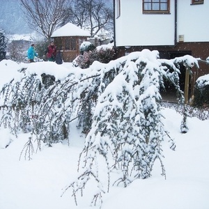 Cedra atlantica 'Glauca Pendula'