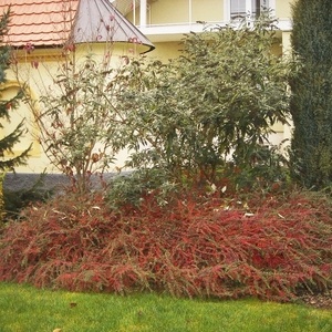 Cotoneaster horizontalis